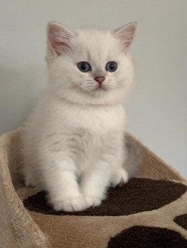 British Shorthair Kittens Ready Ready . 