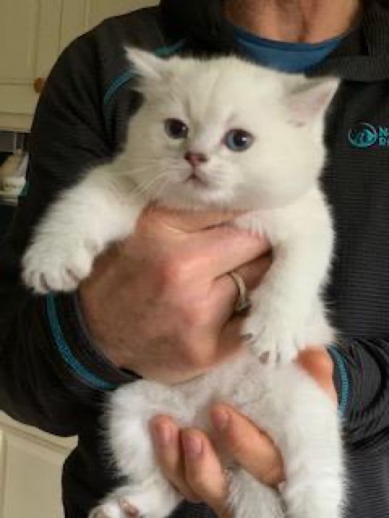 British Shorthair Kittens Ready Ready . 