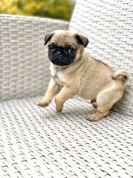 Cute Pug Puppies For Sale