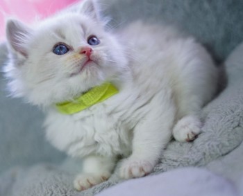 Gorgeus Ragdoll Kittens Ready for sale N