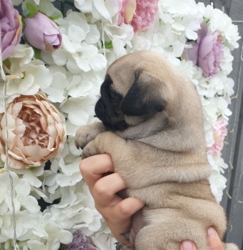  Pug Puppies For Sale