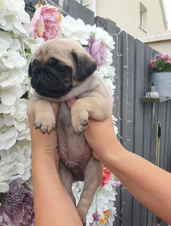  Pug Puppies For Sale