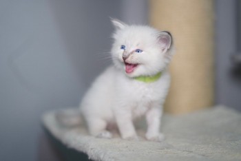 Chunky Ragdoll Babies Available 