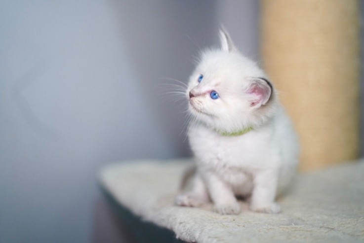 Chunky Ragdoll Babies Available 