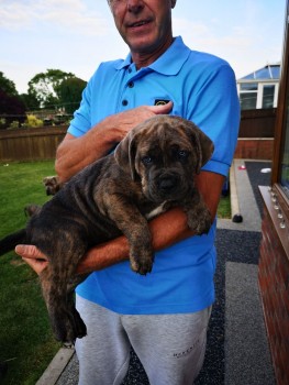 Gorgeous Cane Corso  Puppies For Sale