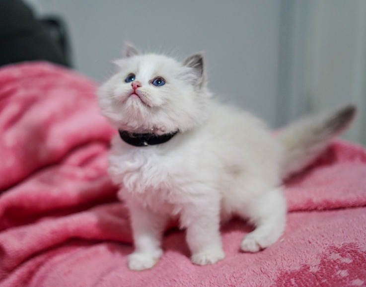 Beautiful Ragdoll Kittens Available