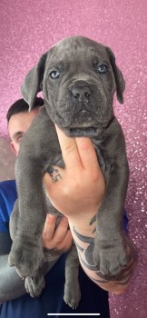 Gorgeous Cane Corso  Puppies For Sale