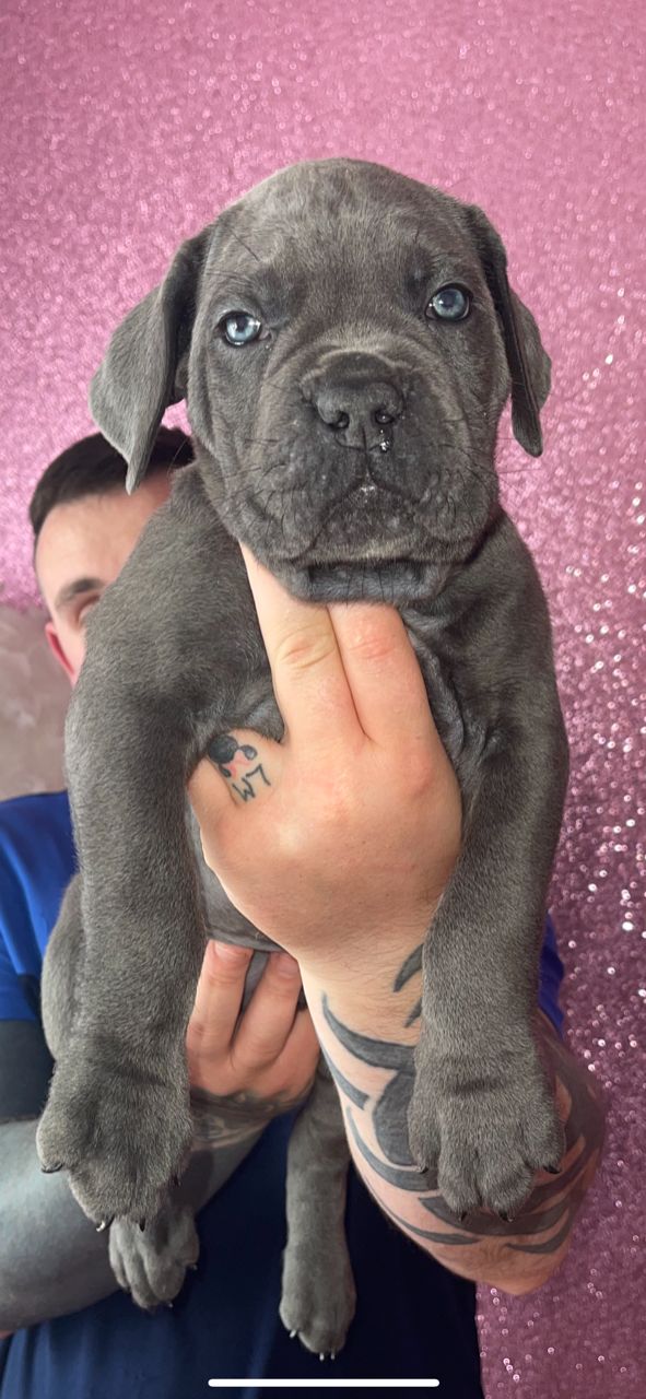 Gorgeous Cane Corso  Puppies For Sale