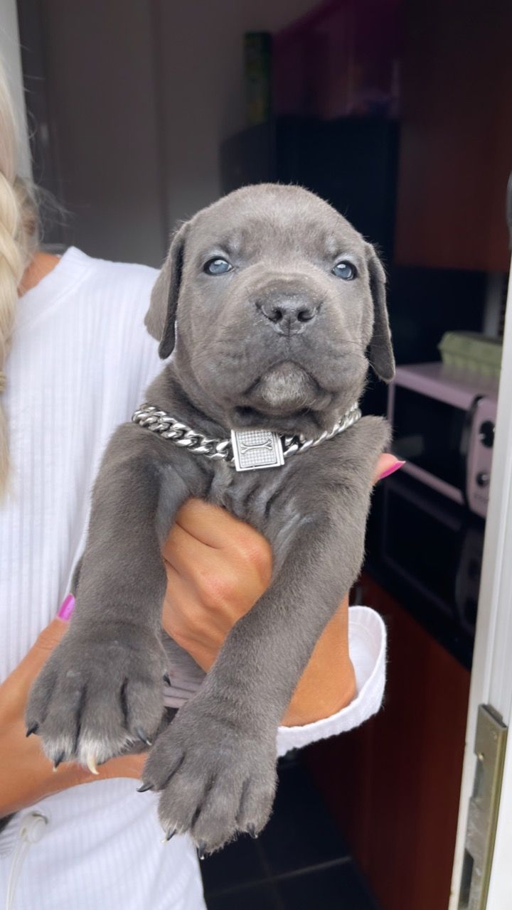 Gorgeous Cane Corso  Puppies For Sale