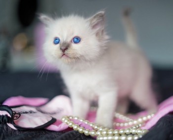 Playful And Lovely  Ragdoll Kittens Avai