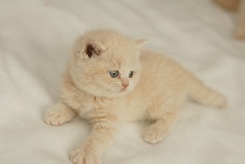 Longhaired British Kittens Babies Availa