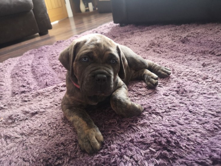 Gorgeous Cane Corso  Puppies For Sale