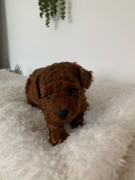 Toy Poodle Puppies For Sale