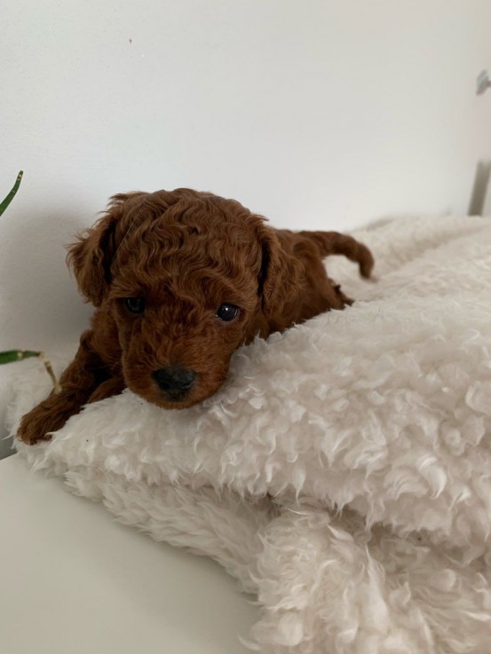 Toy Poodle Puppies For Sale