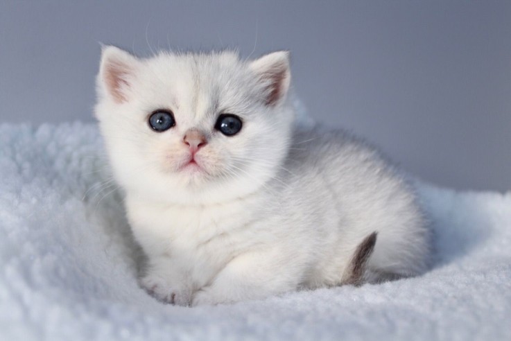  Scottish Fold both Male And Female 