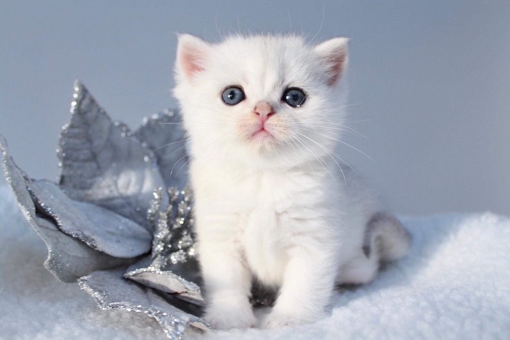  Scottish Fold both Male And Female 