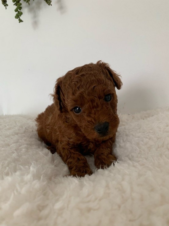 Toy Poodle Puppies For Sale