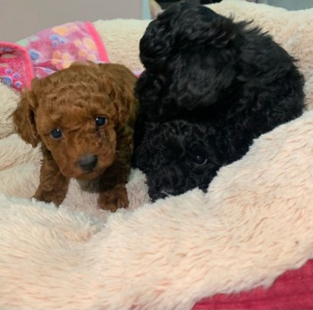 Toy Poodle Puppies For Sale