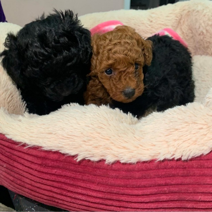 Toy Poodle Puppies For Sale