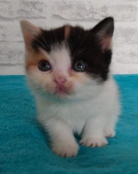 Pure Breed Scottish  Fold Kittens