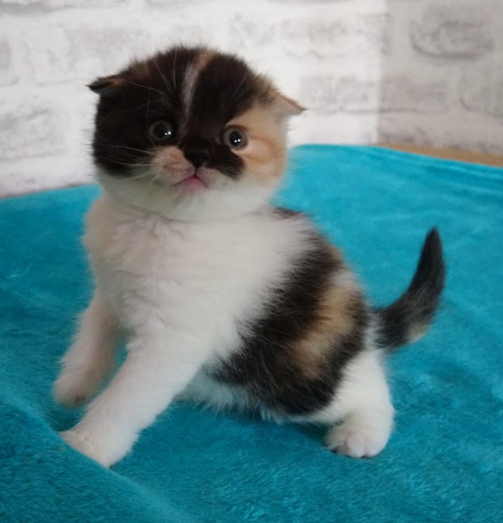 Pure Breed Scottish  Fold Kittens