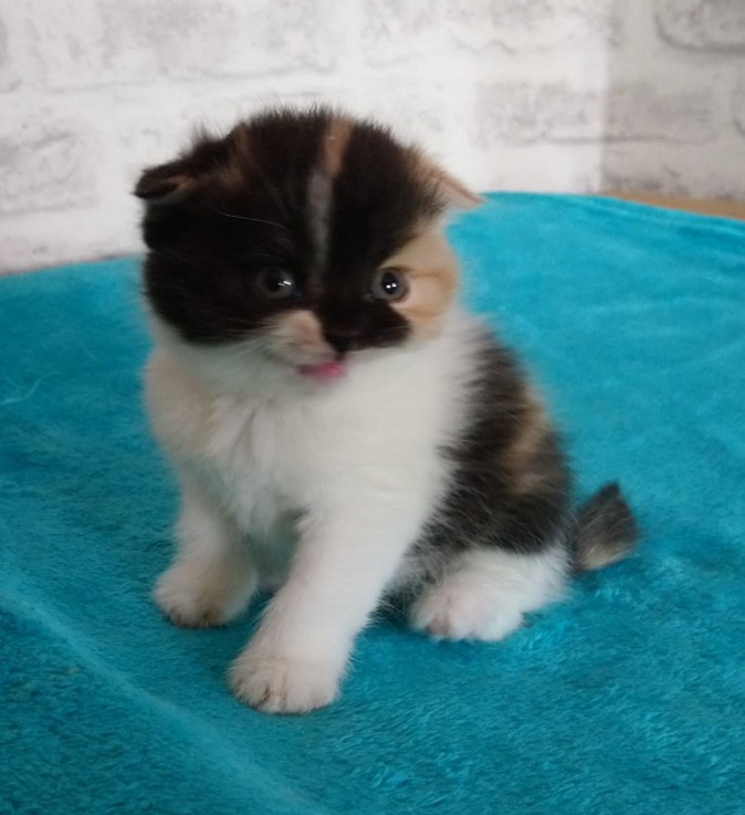 Pure Breed Scottish  Fold Kittens