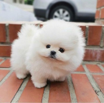 Beautiful Pomeranian Puppies Available