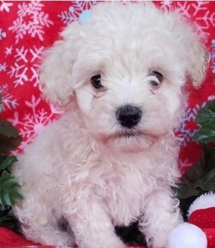 Playful  Maltipoo Puppies for sale 