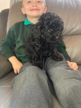 Purebred Toy Poodle Puppies for sale