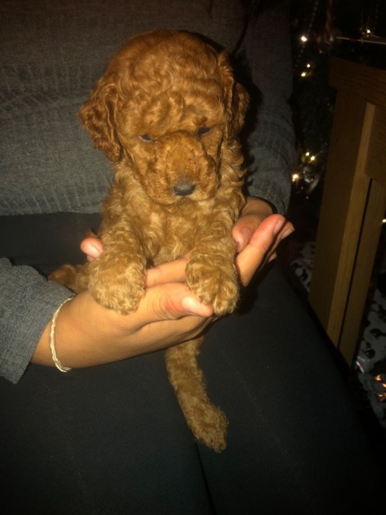 Purebred Toy Poodle Puppies for sale