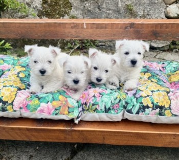 West Highland Terrier  Puppies