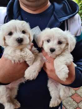 Maltese puppies for adoption 