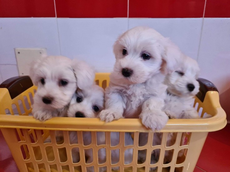 Maltese puppies for sale 