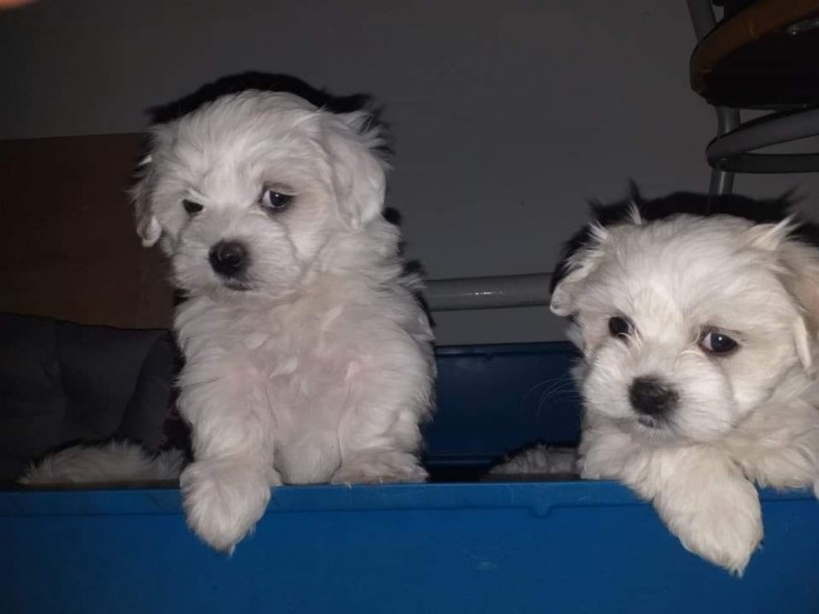 Maltese puppies for sale 