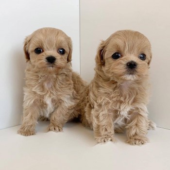 Maltipoo puppies for sale 