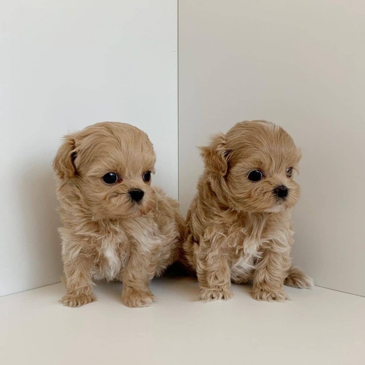 Maltipoo puppies for sale 