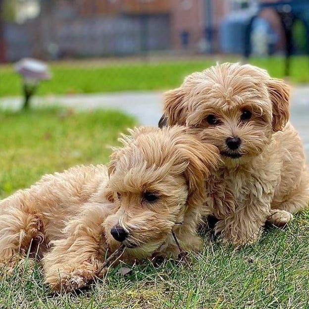 Maltipoo puppies for sale 