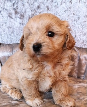 Maltipoo puppies for sale 