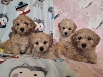 Maltipoo puppies for sale 