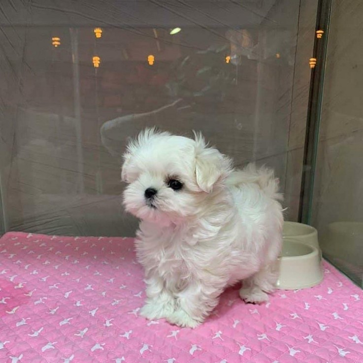 Extra Chaming Maltese Puppies