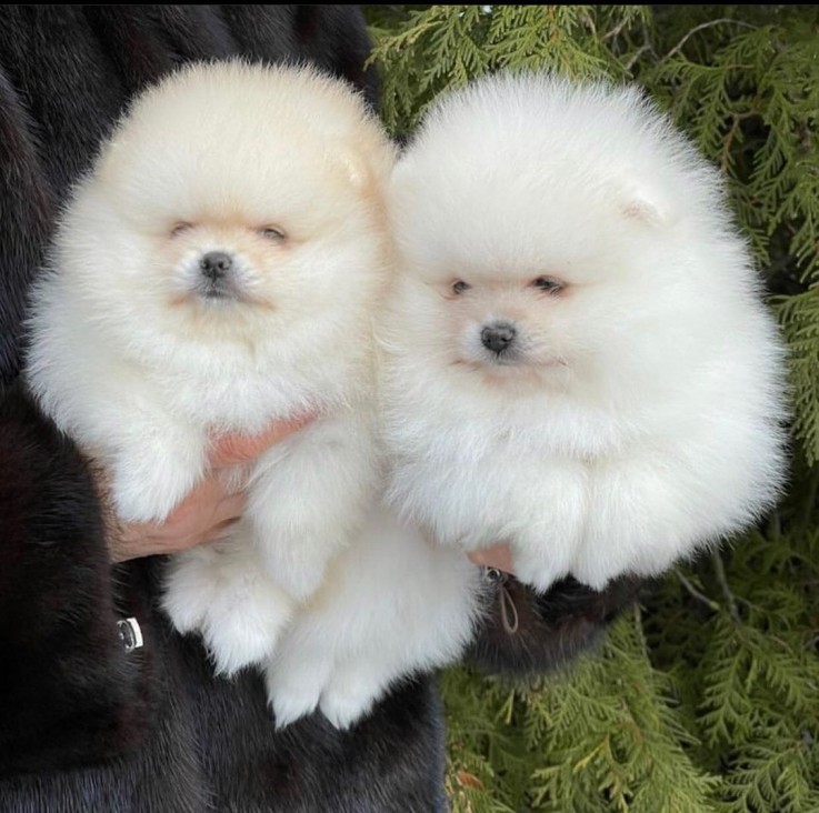 Extra Chaming PomeranainPuppies