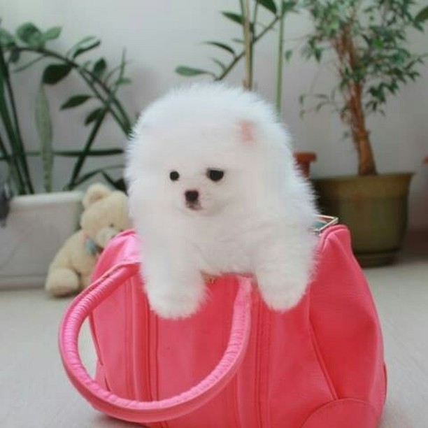 Chaming Pomeranain Puppies