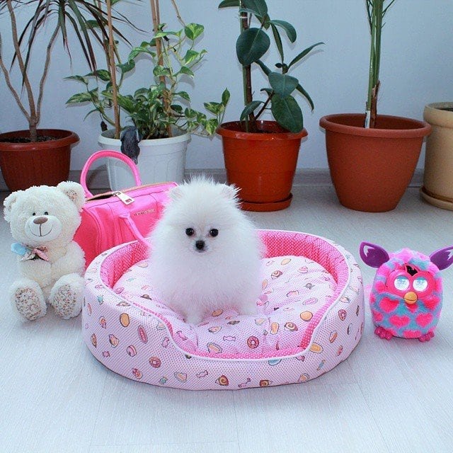 Chaming Pomeranain Puppies