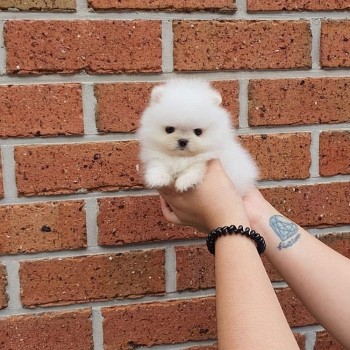 Chaming Pomeranain Puppies