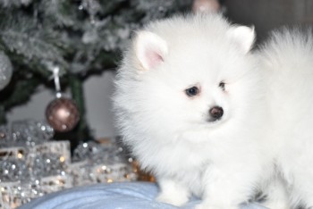 Chaming Pomeranain Puppies