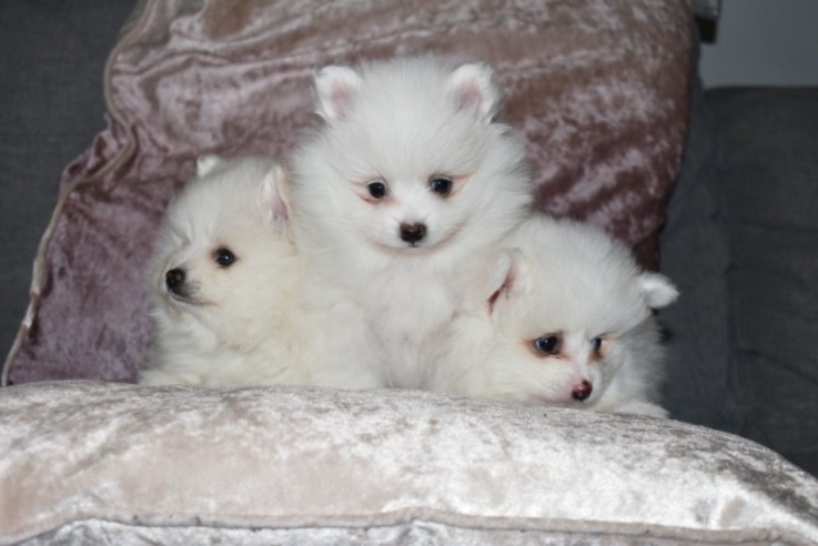 Chaming Pomeranain Puppies