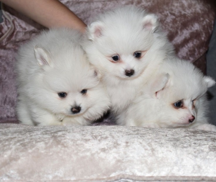 Chaming Pomeranain Puppies