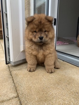 Extra Chaming Chow Chow Puppies