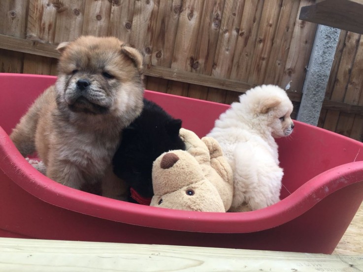 Extra Chaming Chow Chow Puppies