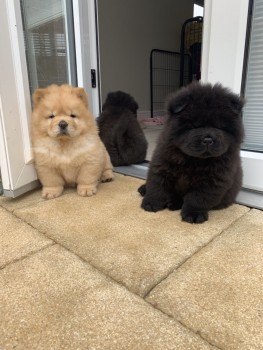 Extra Chaming Chow Chow Puppies